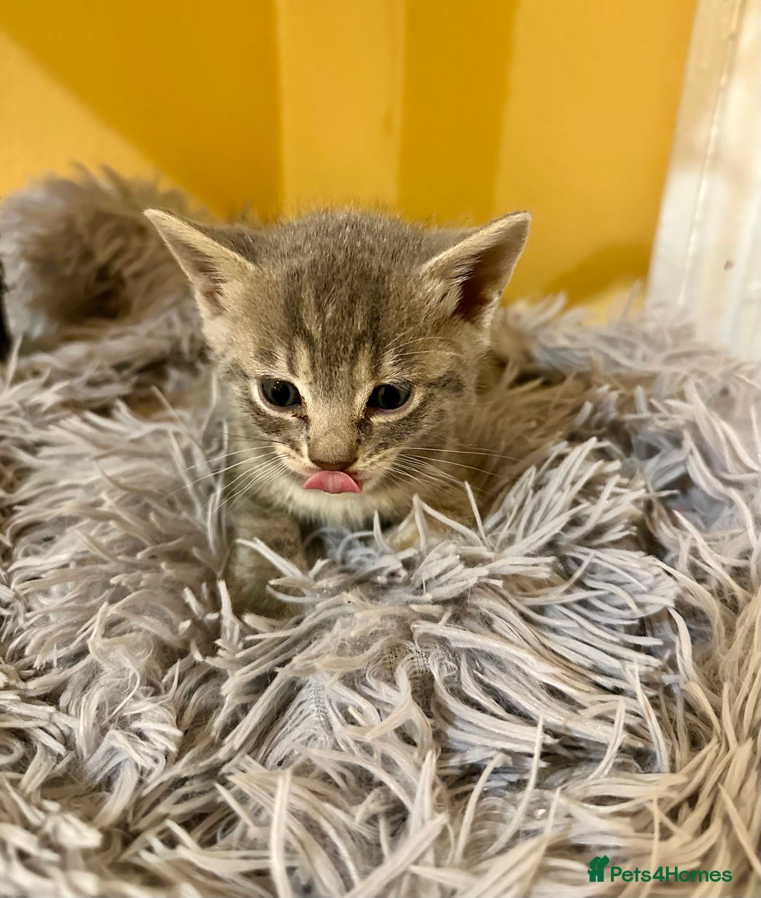 Bengal cats for sale: Stunning GCCF Registered Bengal Kittens  - Advert 12