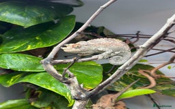 Chameleon reptiles for sale: 6 month old Jackson chameleon  in Plymouth - Image 3