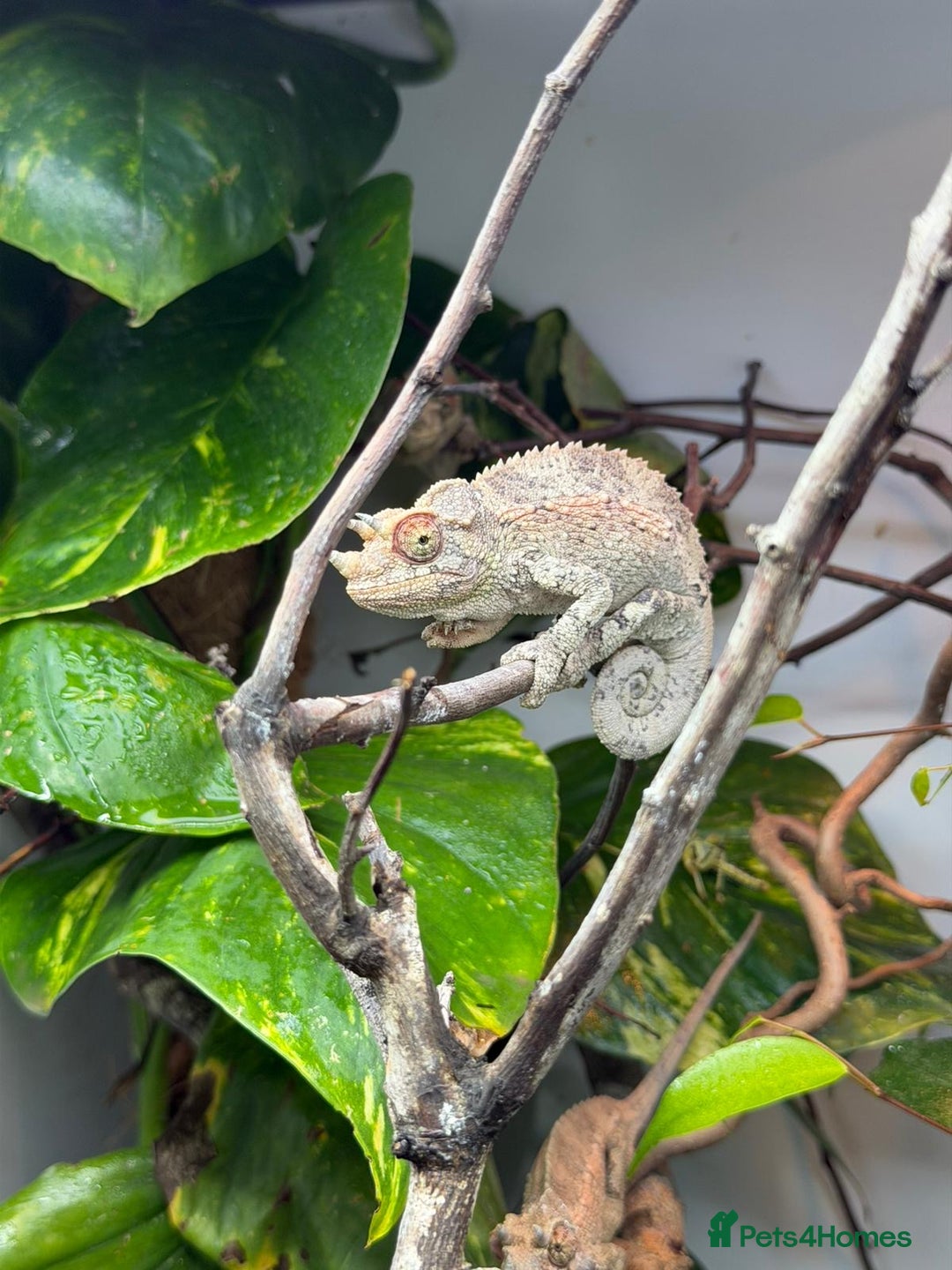 Chameleon reptiles for sale: 6 month old Jackson chameleon  in Plymouth - Image 3