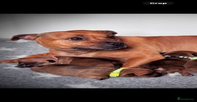 Staffordshire Bull Terrier dogs - Advert 3