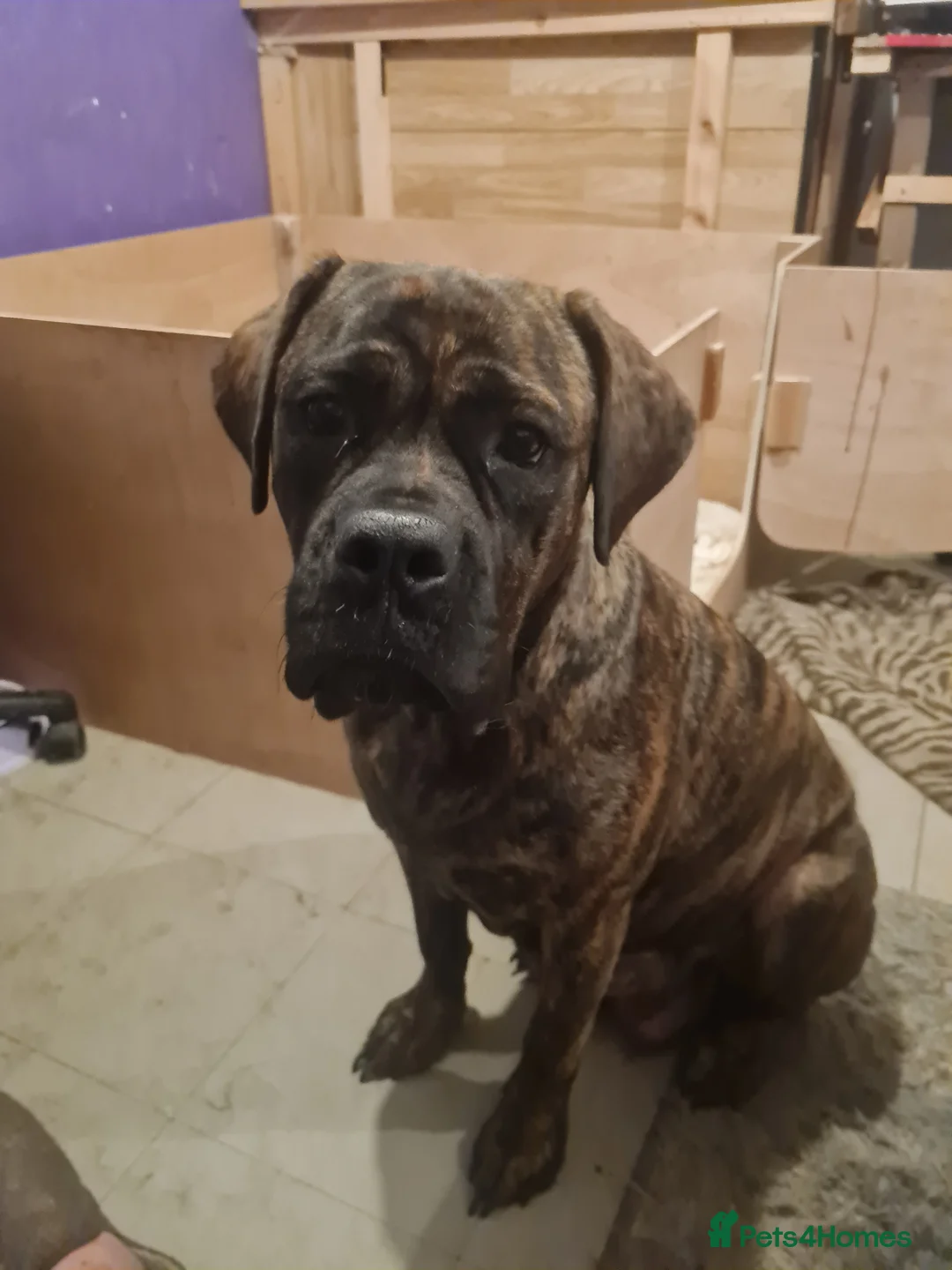 Mixed Breed dogs for sale: Mixed breed pups for sale - Advert 6