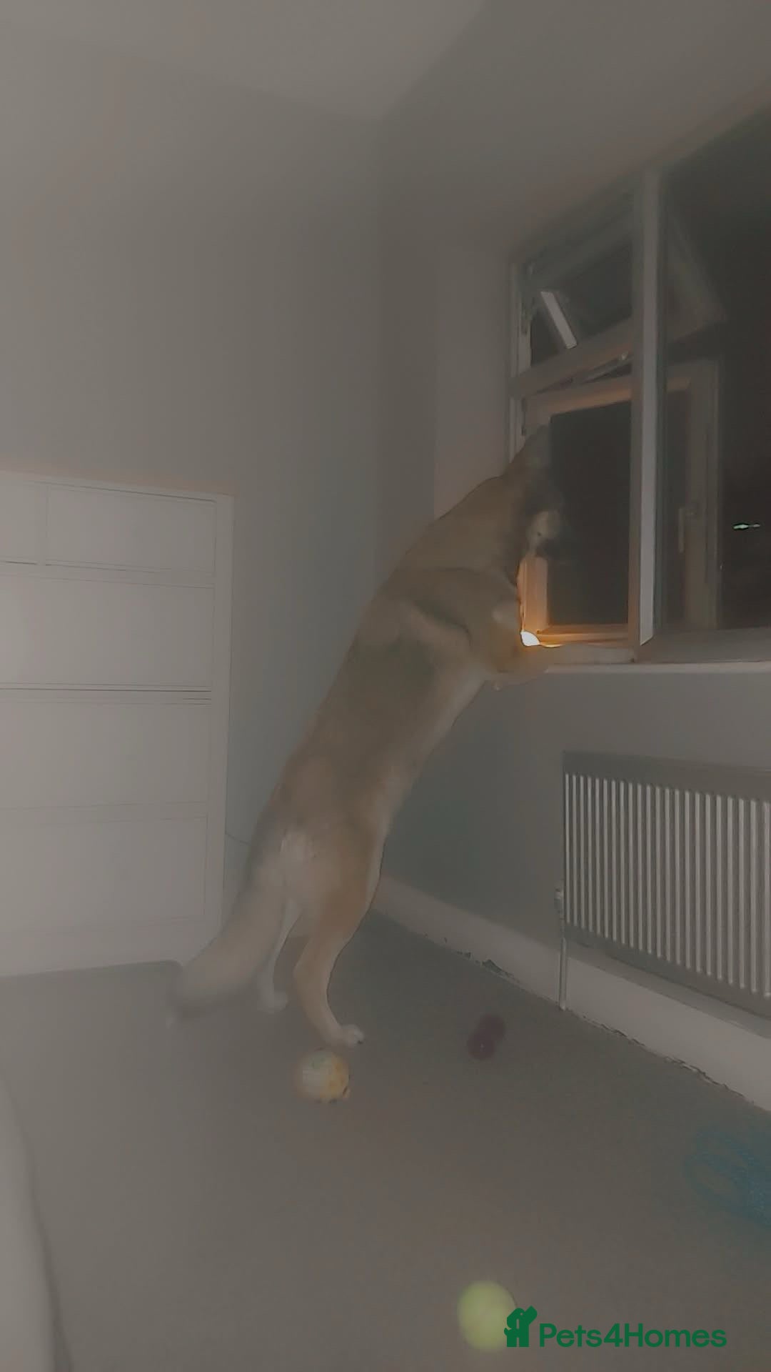 German Shepherd dogs for sale: River female German shepherd  - Advert 8