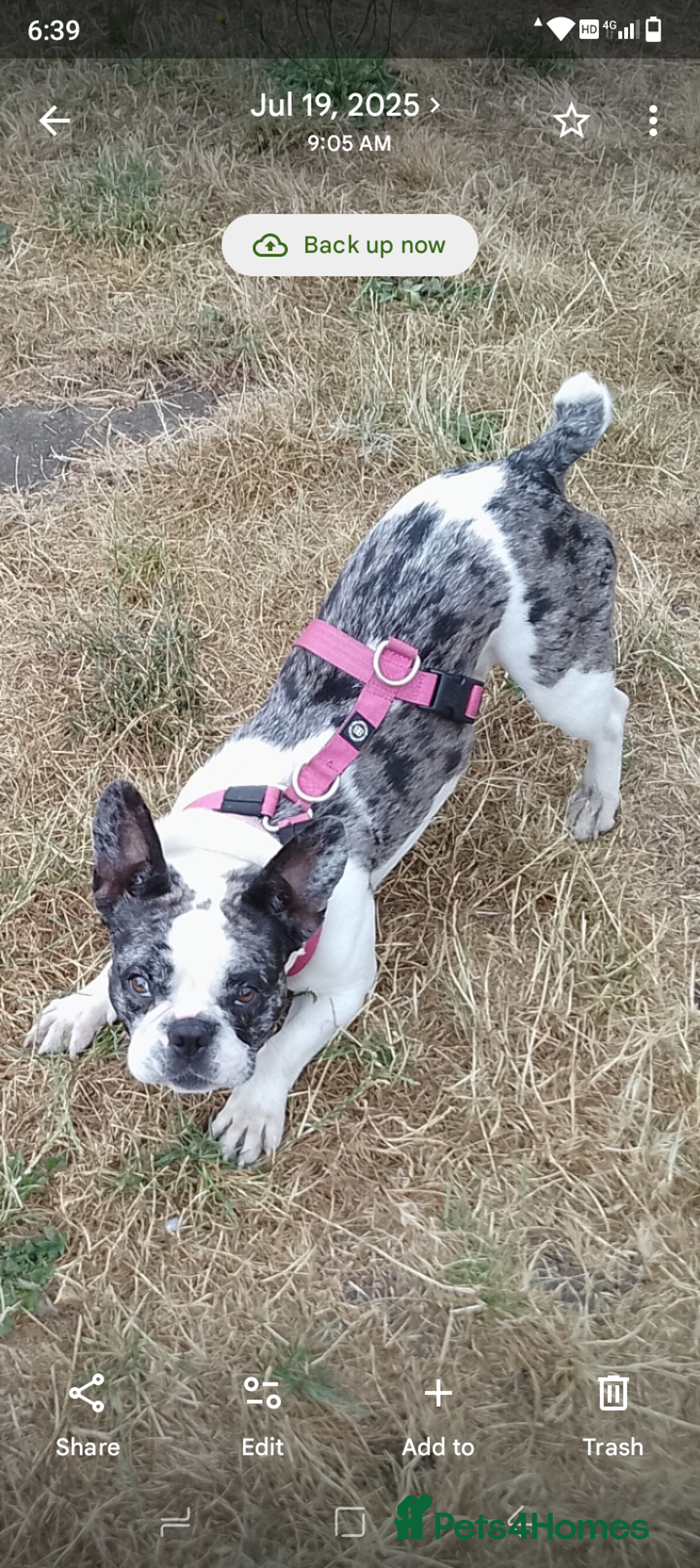 French Bulldog dogs for sale: Beautiful friendly Frenchie girl merle  - Advert 4