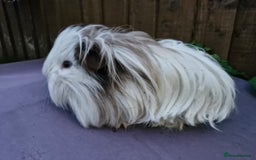 Guinea Pig rodents for sale: Beautiful friendly guinea pig  - Image 3