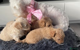 Maltipoo dogs for sale: 💗💙 **  TOY MALTIPOOS💗💙 - Image 7