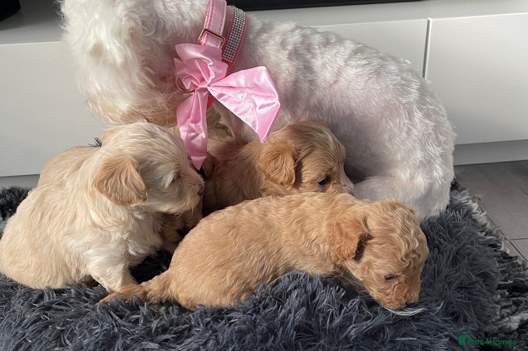Maltipoo dogs for sale: 💗💙 **  TOY MALTIPOOS💗💙 - Image 7