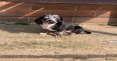 Miniature Dachshund dogs - Advert 4