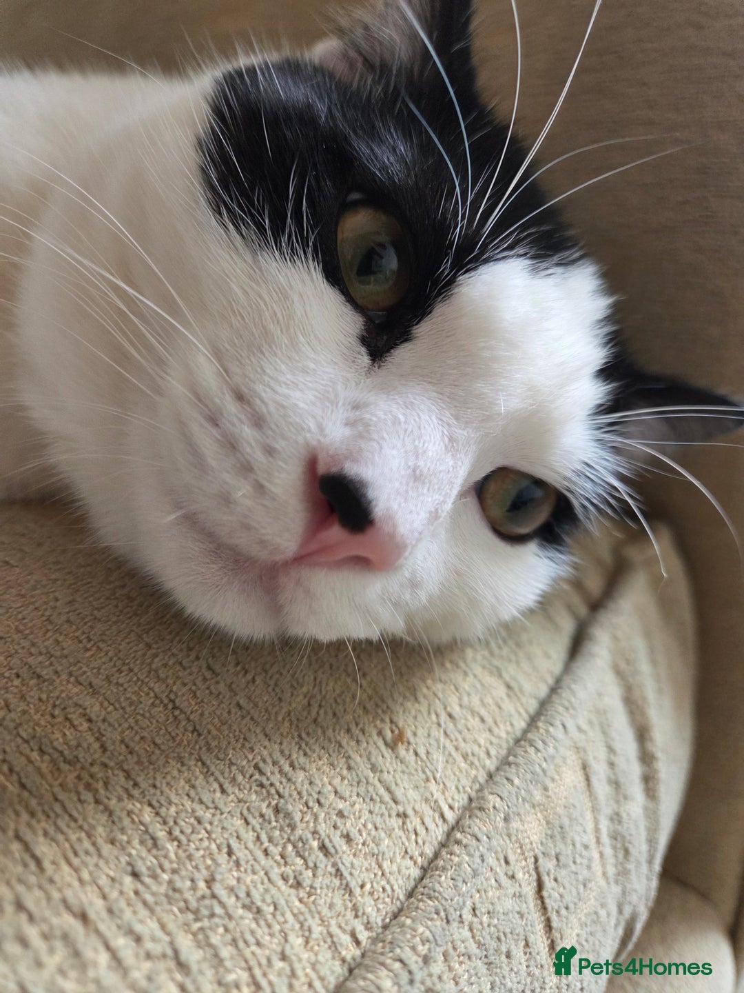 Mixed Breed cats for sale: Sonbul - Image 6