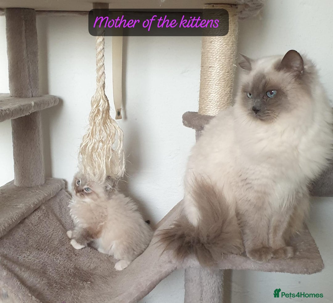 Ragdoll cats for sale: Stunning GCCF Registered Ragdoll Kittens. - Advert 33