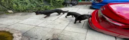 Mixed Breed dogs for sale: Rottweiler x Rottweiler x Akita  - Advert 11