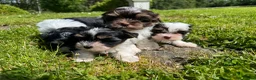 Biewer Terrier dogs for sale: Biewer and Biro Yorkshire Terrier puppies  - Advert 3