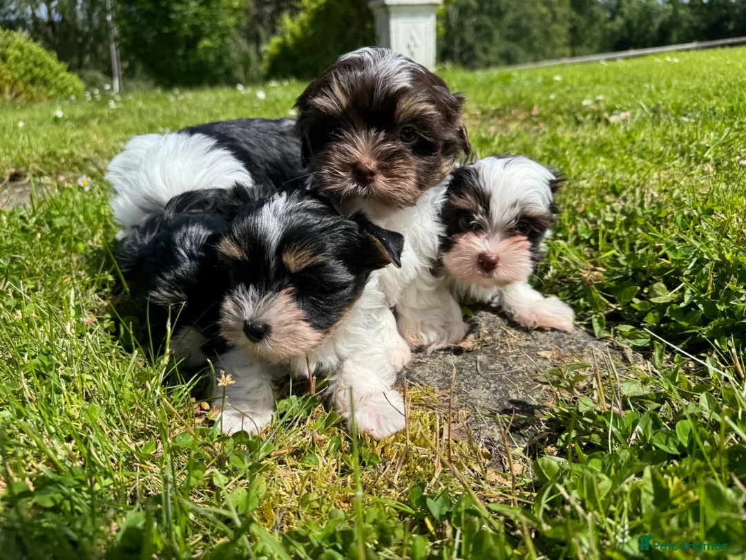 Biewer Terrier dogs for sale: Biewer and Biro Yorkshire Terrier puppies  - Advert 3