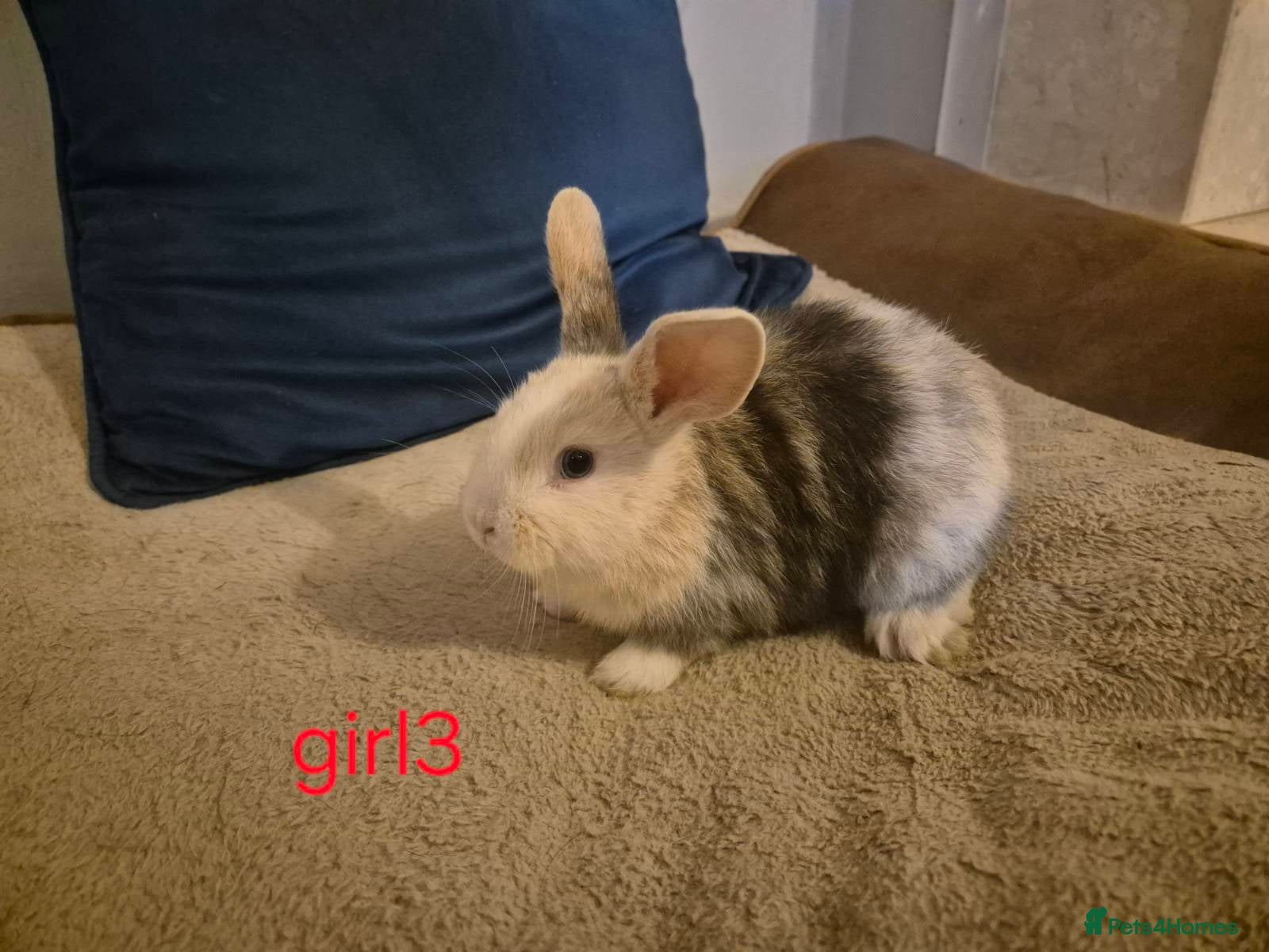 Mixed Breed rabbits 6 beautiful mini lop/lop rabbits 3 boys 3 girls  - Advert 1