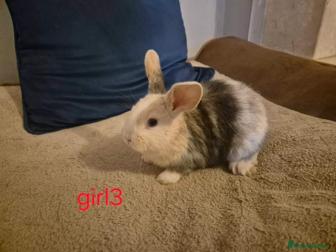 Mixed Breed rabbits for sale: 6 beautiful mini lop/lop rabbits 3 boys 3 girls  - Advert 1