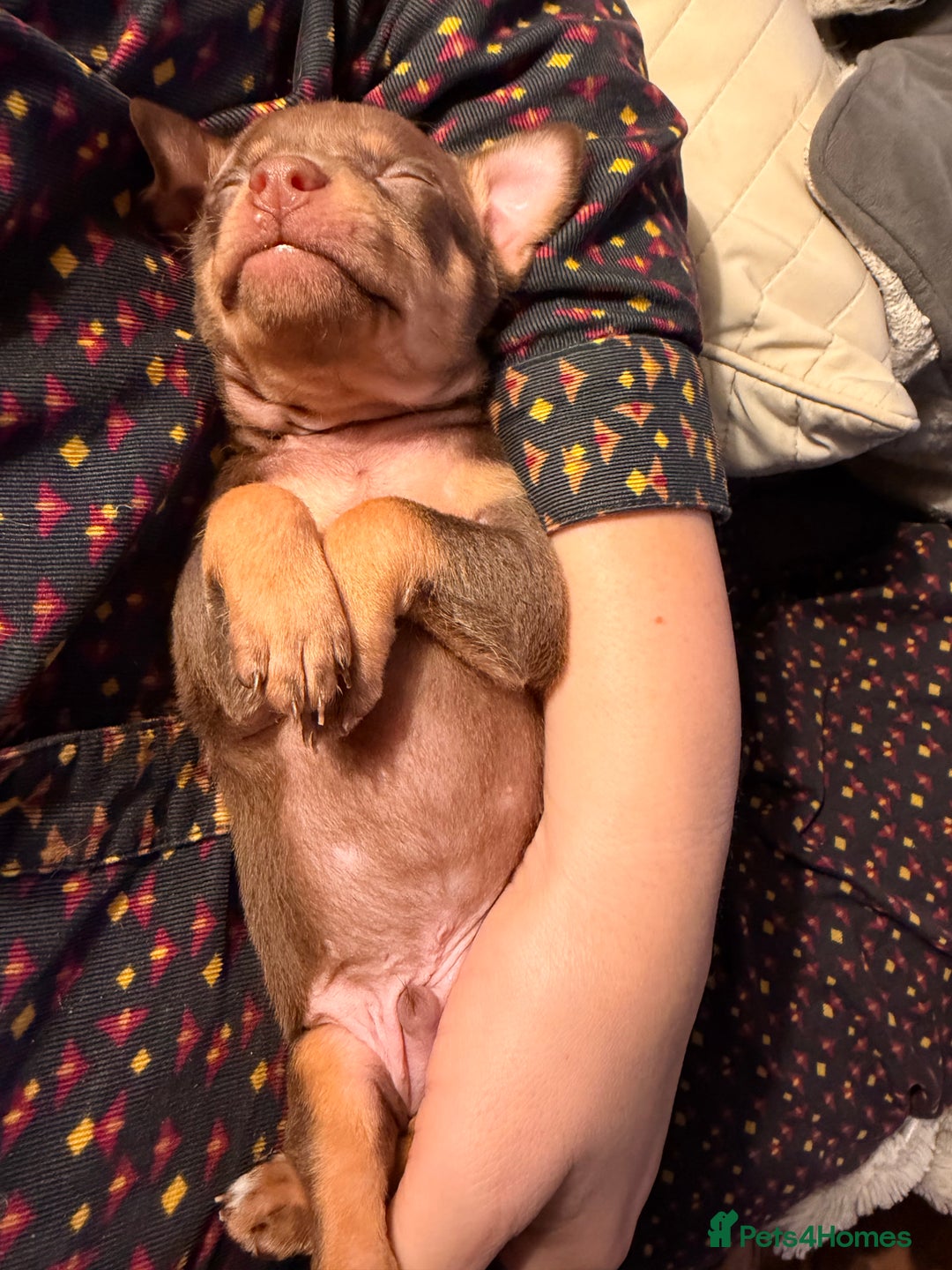 Russian Toy Terrier dogs for sale: Cutest little friend for life  - Advert 26