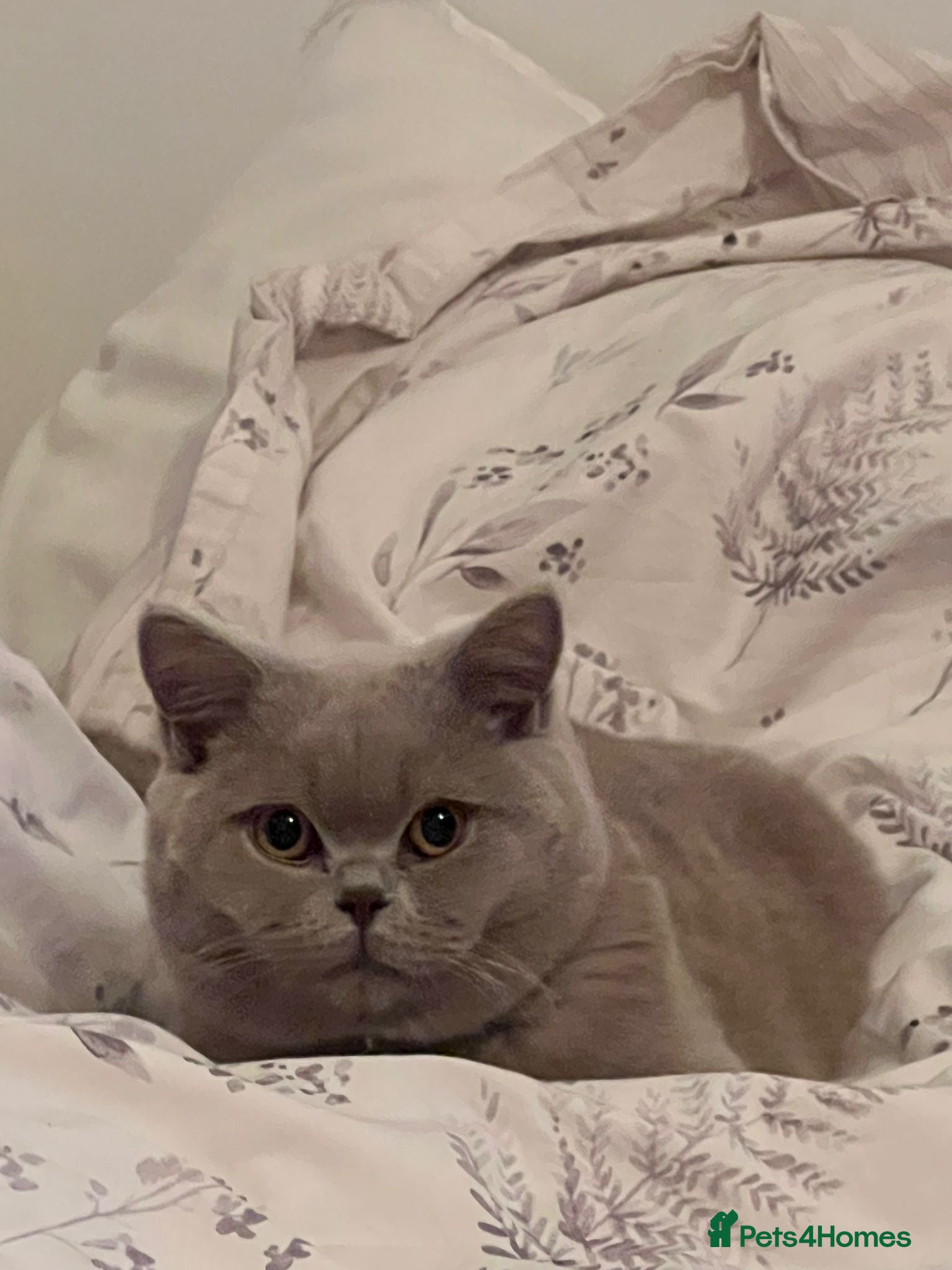 British Shorthair cats for sale: Laila  in Burton-on-Trent - Advert 3