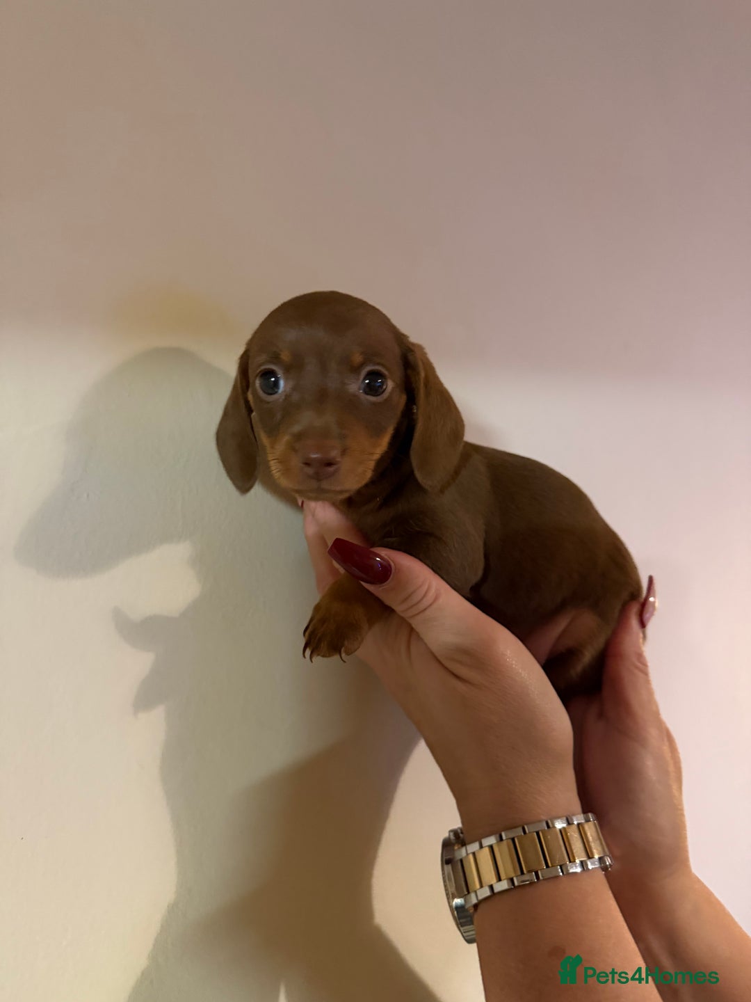 Miniature Dachshund dogs for sale: Stunning Miniature Dachshund kc reg READY NOW 🎄🎄 - Advert 19