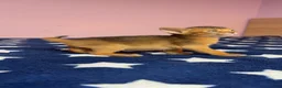 Abyssinian cats for sale: Beautiful GCCF Registered Abyssinian Kittens 💙❤️ - Advert 27