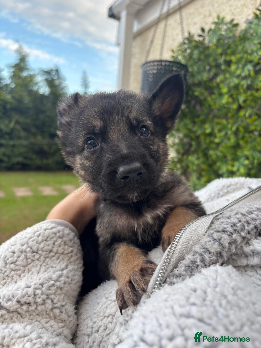 German Shepherd dogs for sale: Beautiful German Shepherd Puppies from Loving Home - Image 1