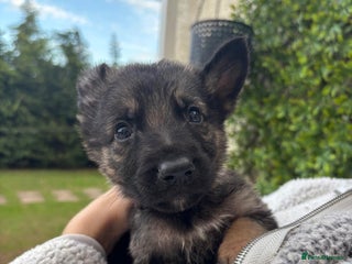 German Shepherd dogs - Advert 2