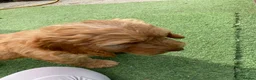 Cockapoo dogs for sale: Gorgeous Cockapoo Boys  - Advert 14