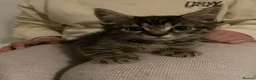 Mixed Breed cats for sale: Two Beautiful Tabby Kittens for sale - Advert 2