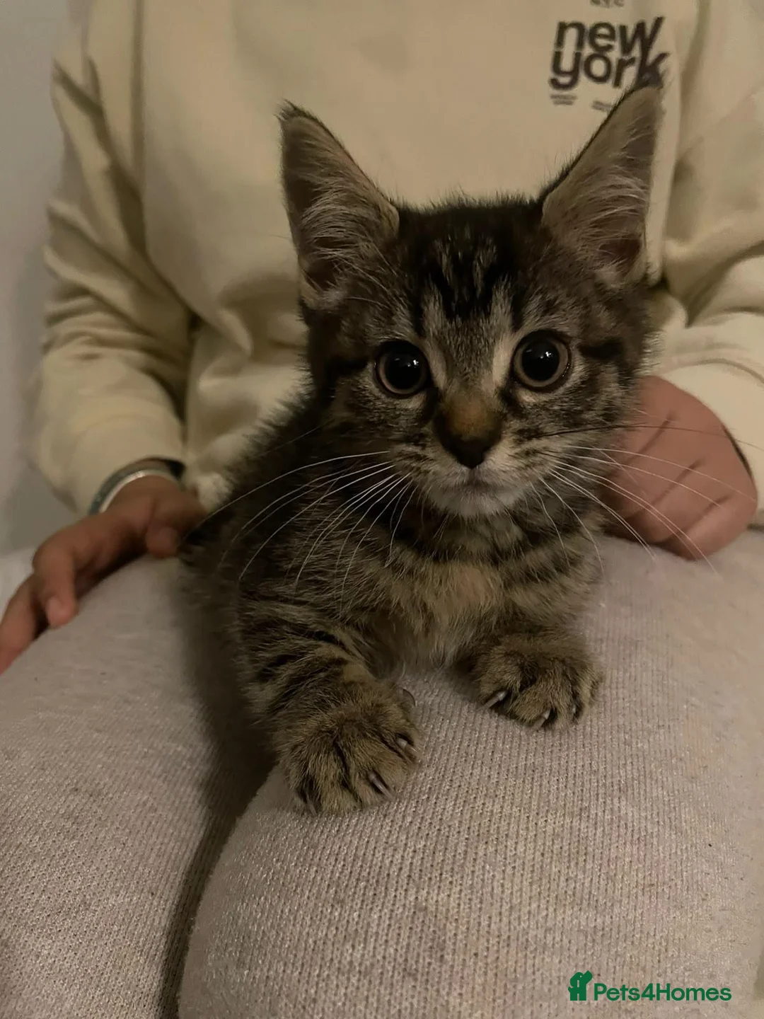 Mixed Breed cats for sale: Two Beautiful Tabby Kittens for sale - Advert 2