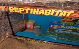 Turtle reptiles for sale: 2 Musk Turtles and 40 gallon tank set up - Image 2