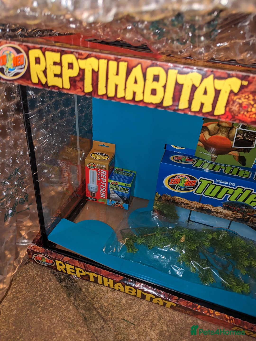 Turtle reptiles for sale: 2 Musk Turtles and 40 gallon tank set up - Image 2