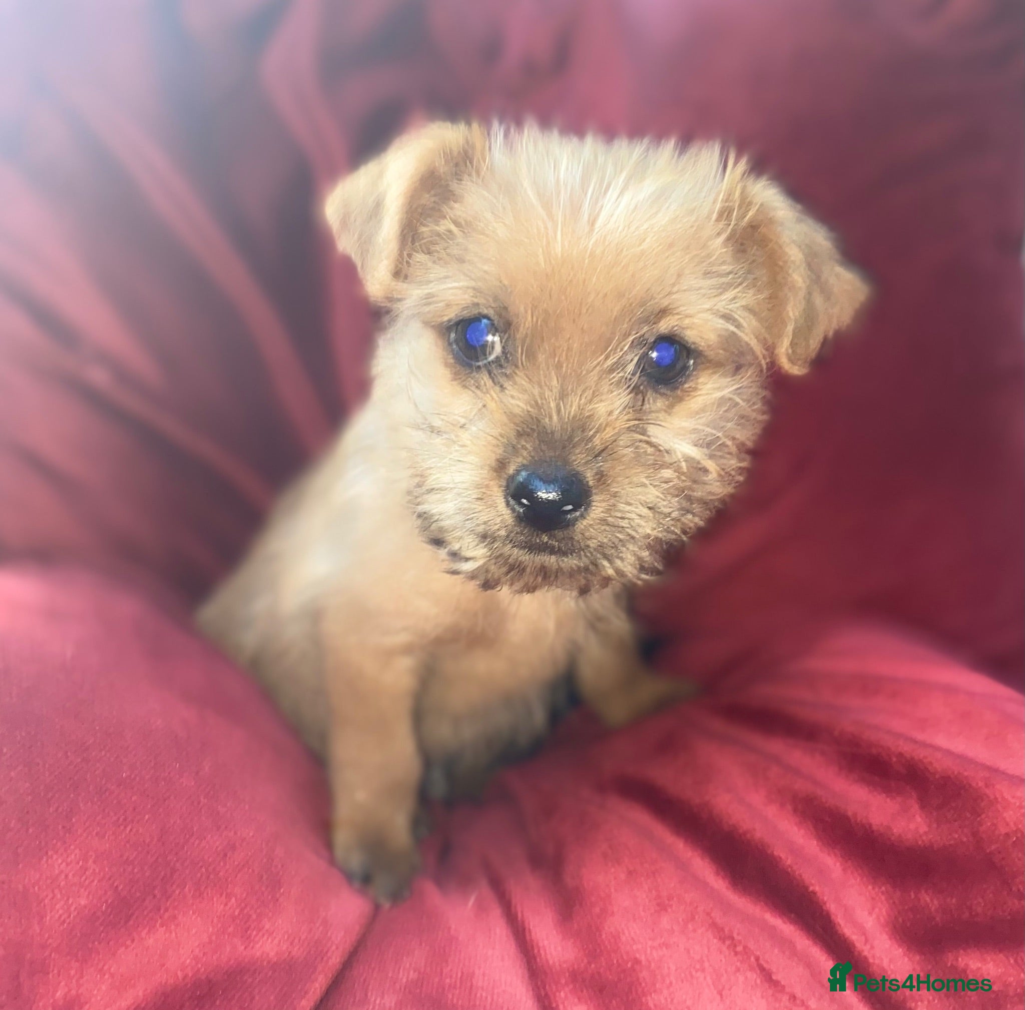 Mixed Breed dogs Jack Russell/ Yorkshire terrier puppy’s  - Advert 7