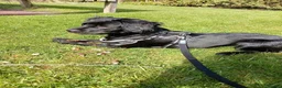 Springador dogs for sale: 8 month old springador Oreo  in Bolton - Advert 14