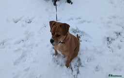 Mixed Breed dogs for sale: Rottweiler X Bullmastiff - Image 3
