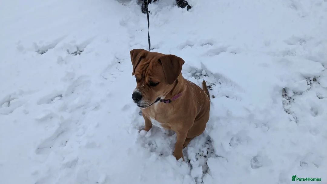Mixed Breed dogs for sale: Rottweiler X Bullmastiff - Image 3