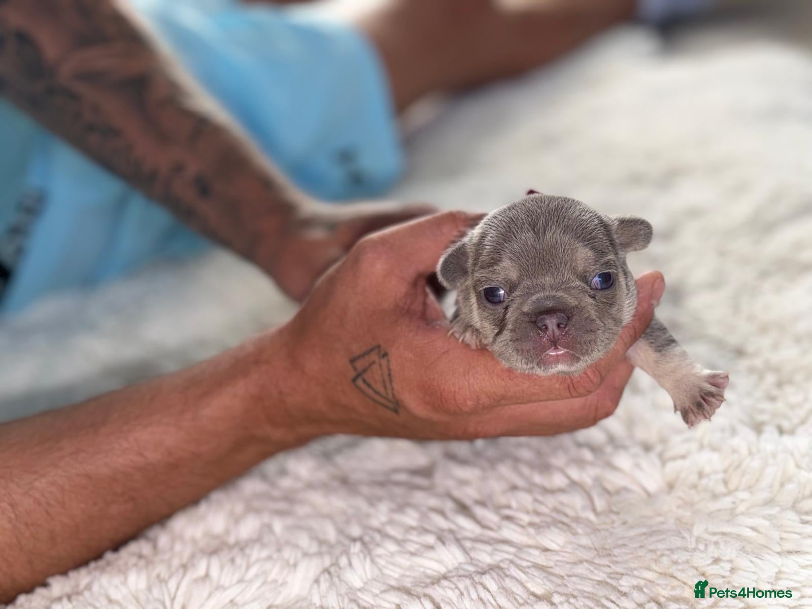 French Bulldog dogs 🩷Gorgeous litter of French bulldog puppies🩷  - Advert 1