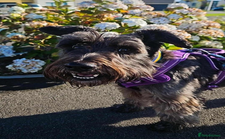 Miniature Schnauzer dogs - Advert 1