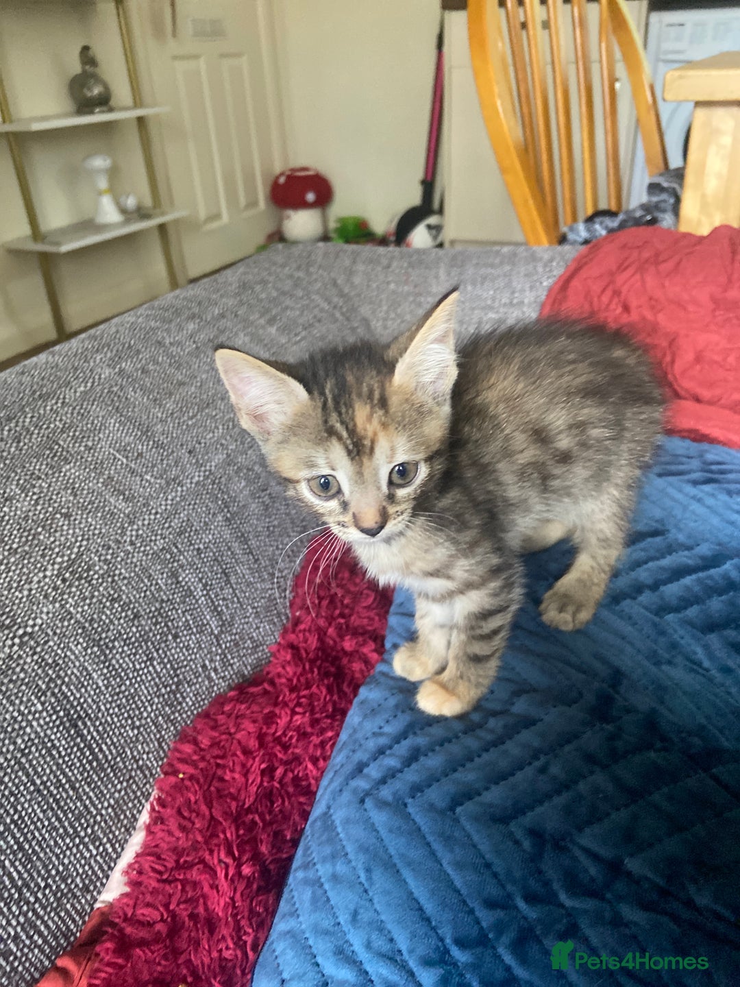 Bengal cats for sale: 7 adorable bengal/tort kitties available now!  - Image 20