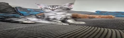 Savannah cats for sale: Savannah female  - Advert 4