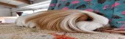 Guinea Pig rodents for sale: Young Adult Retired Sheltie Baby Peru/Funky Sows  - Advert 4