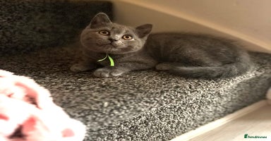 British Shorthair cats - Advert 3