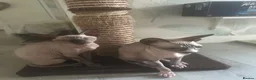 Sphynx cats for sale: Sphinx 2boys kitchens - Advert 6