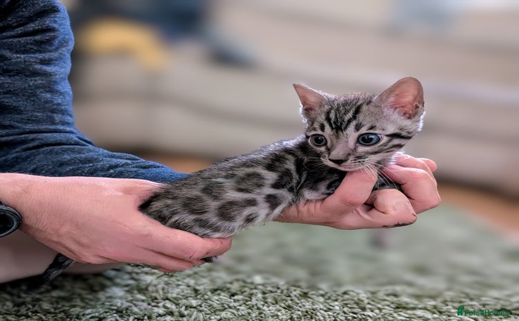 Bengal cats - Advert 11