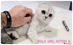 Scottish Fold cats for sale: SCOTTISH FOLD KITTENS (DELIVERY  AVAILABLE) - Image 21