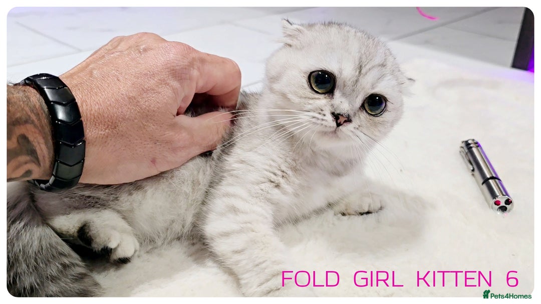 Scottish Fold cats for sale: SCOTTISH FOLD KITTENS (DELIVERY  AVAILABLE) - Image 21