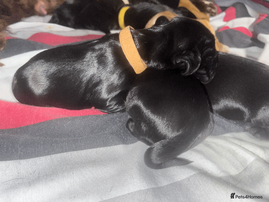 Sprocker dogs for sale: 9 gorgeous Sprocker pups - Image 14
