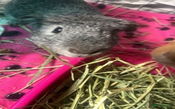 Guinea Pig rodents for sale: 2 male guinea pigs - Image 3
