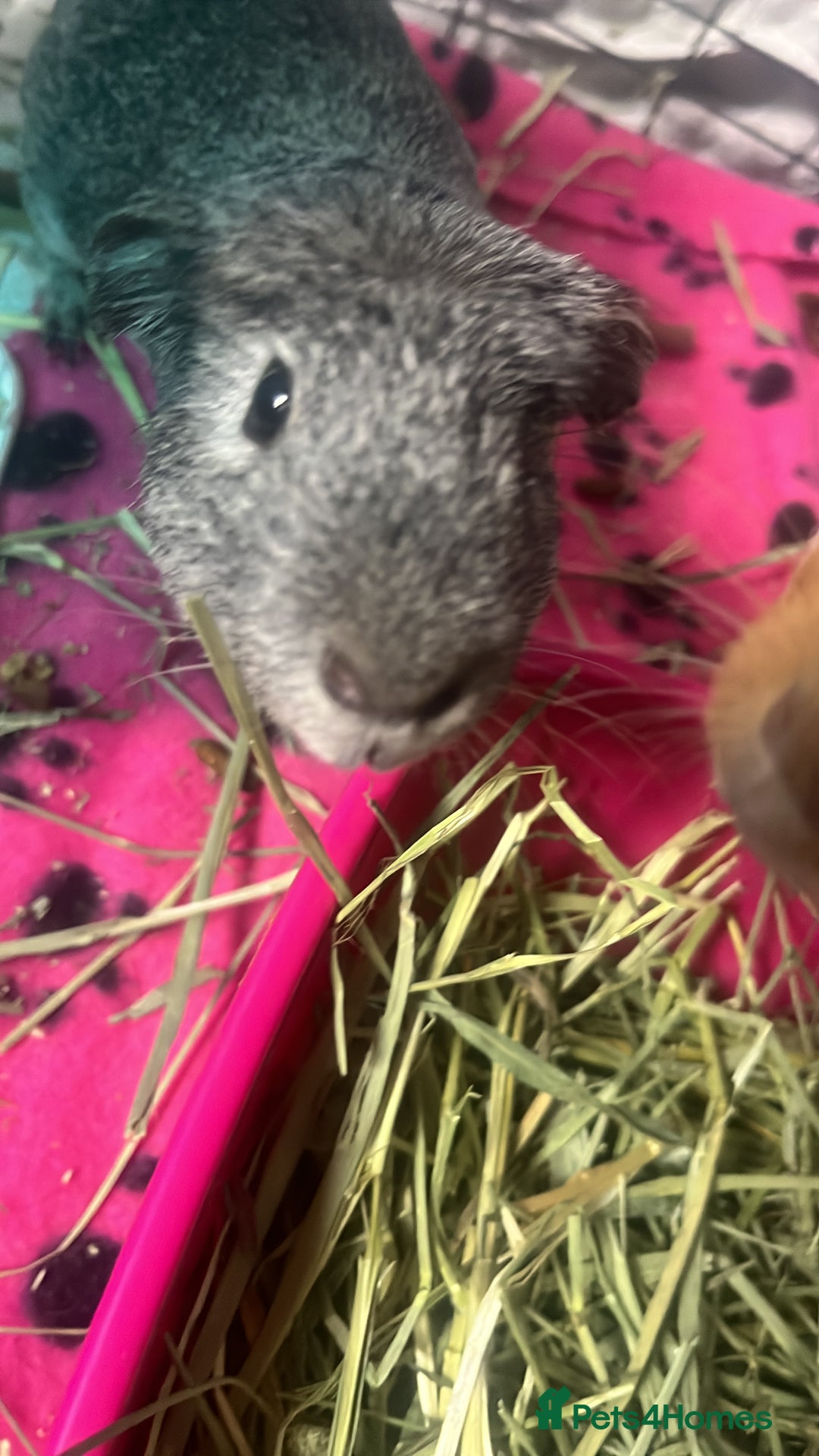 Guinea Pig rodents for sale: 2 male guinea pigs - Image 3