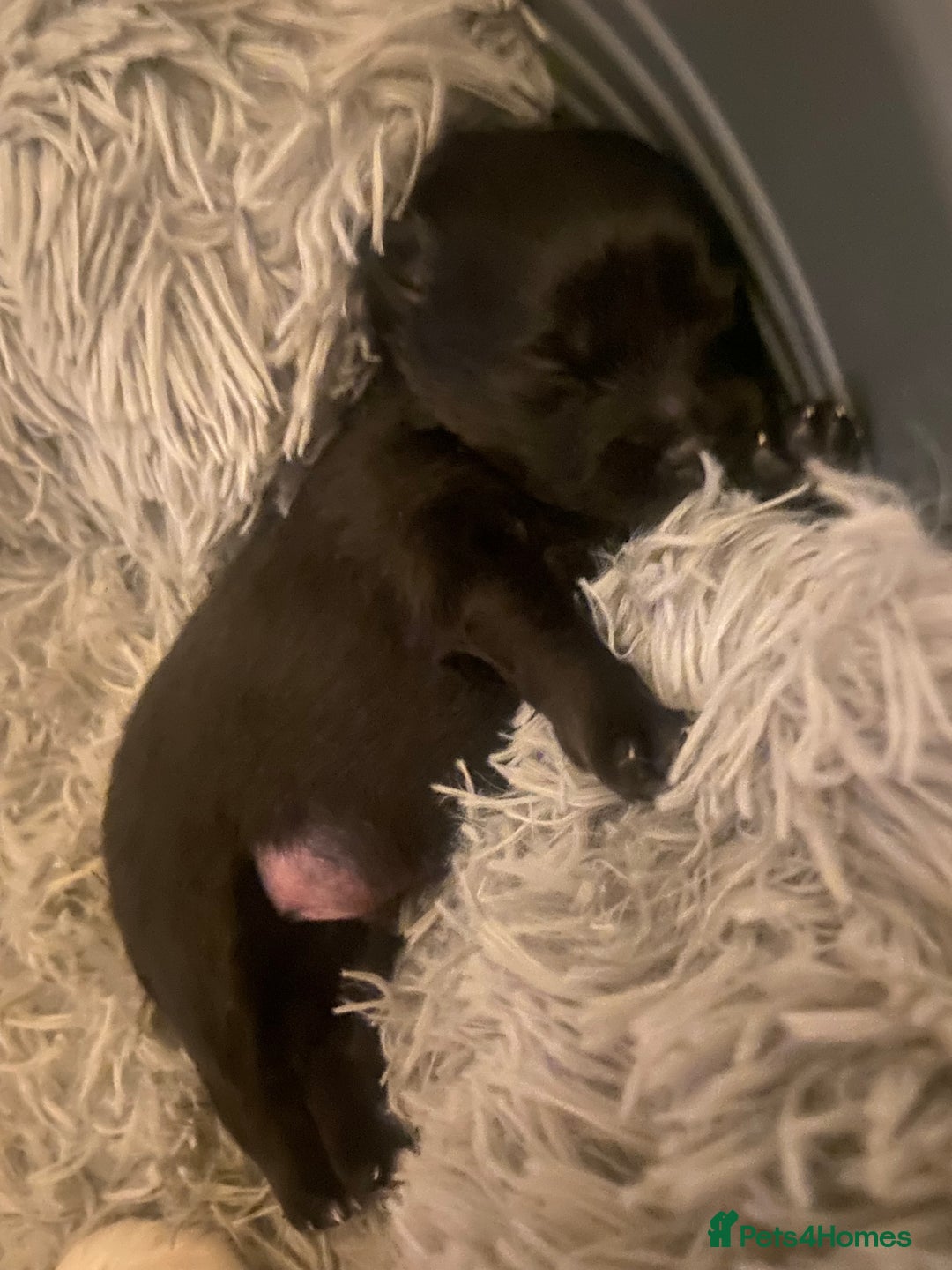 Pomeranian dogs for sale: Black Pomeranian puppies  - Advert 5