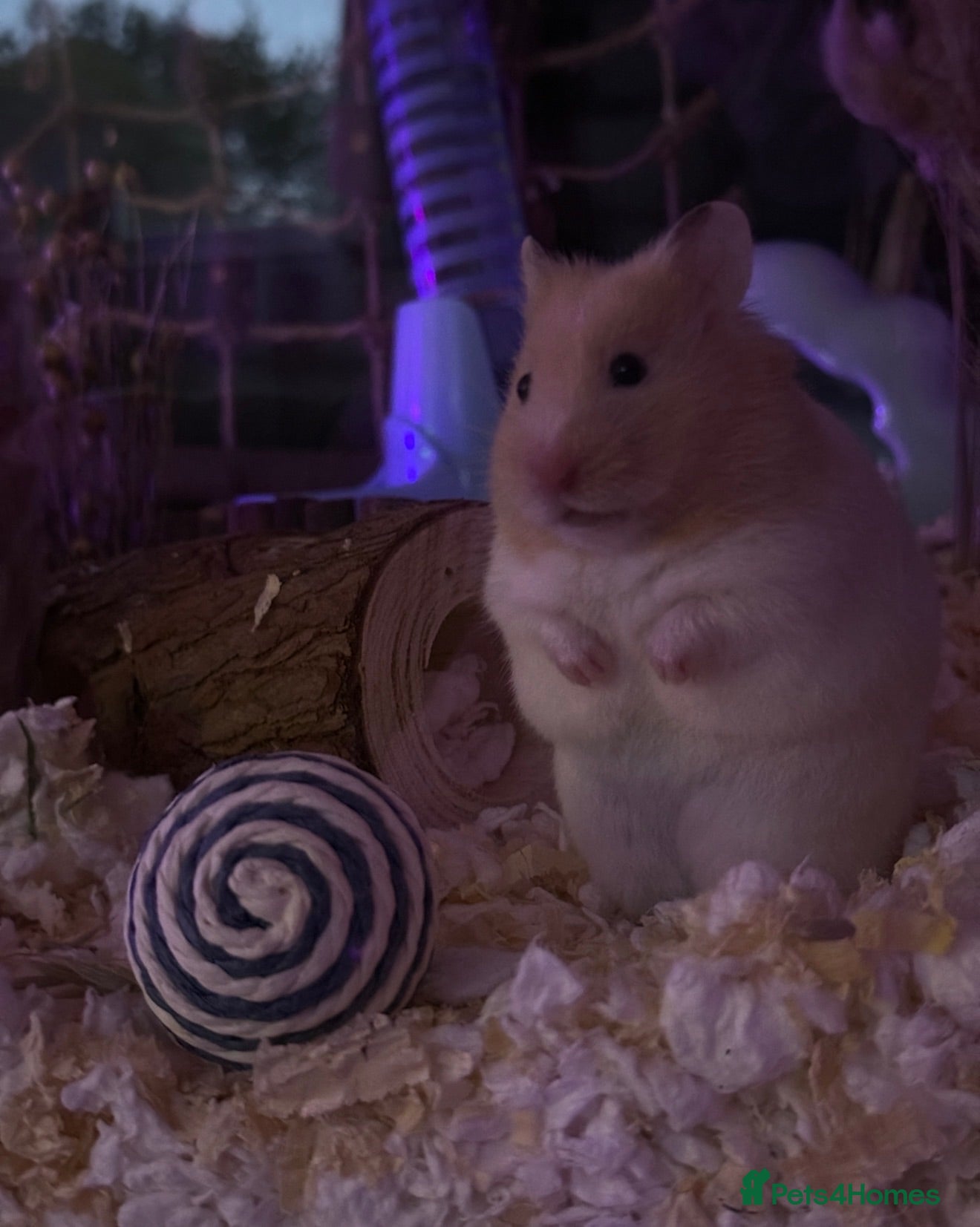 Hamster rodents Male Syrian hamster + Cage - Advert 1