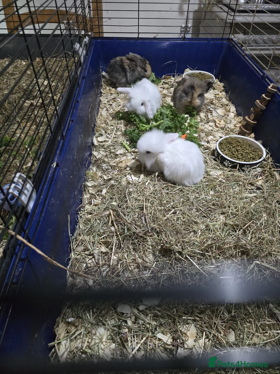 Mini Lion Lop rabbits for sale: Mini lion lop x French continental  - Advert 2