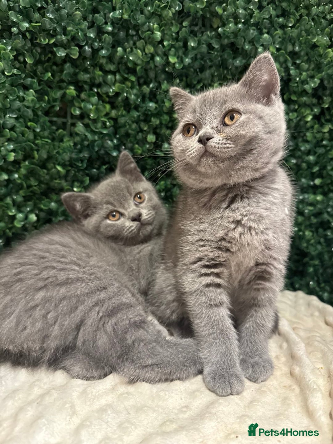 British Shorthair cats for sale: 💕British Shorthair Blue Kittens💕 - Image 13